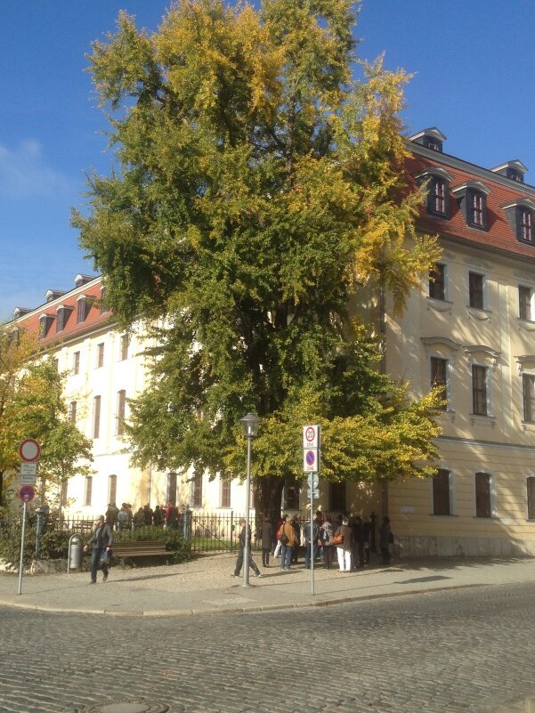 И два с половиной века спустя под деревом, посаженным Гёте, собираются гости города Веймар. Фото автора, конец октября 2018 года