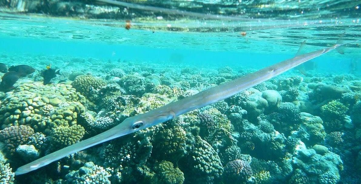 Морской окунь баренцево море. Стайная морская рыба. Овцеголовый губан морская рыба. Окунь клювач. Речные рыбы названия.