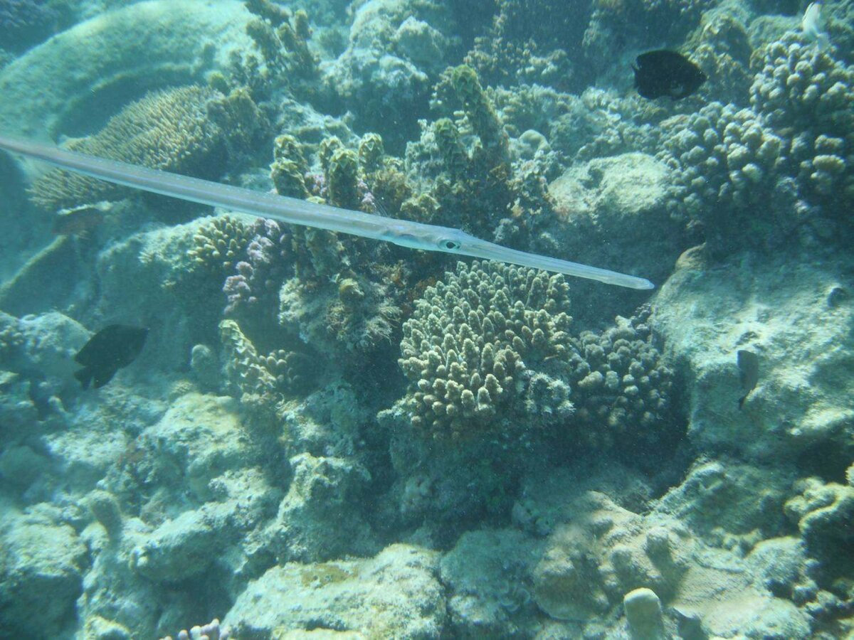 Сколько рыбок в море. Стая рыб. Цветные рыбы. Подводные рыбы. Рыбки риф мальдивы.