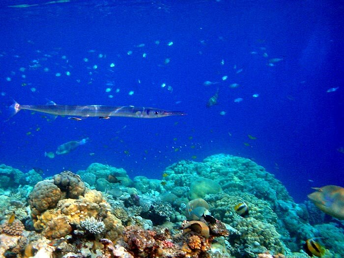 Рыбы морей и океанов. Рыбы и рыбалка. Море богатое рыбой. Рыбы каспийского моря. Обыкновенная ставрида.