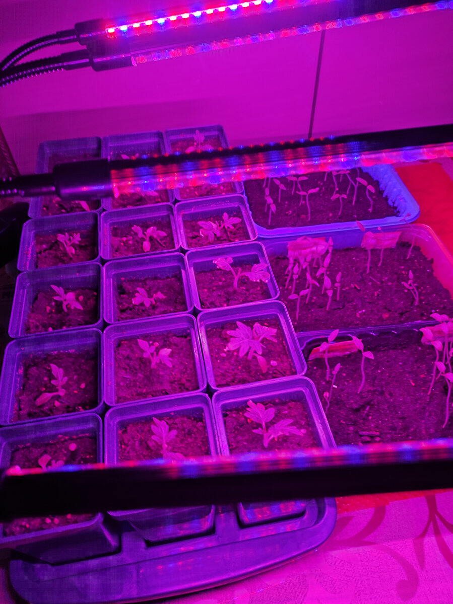 Фото автора, моя фитолампа, конец февраля 2023 года