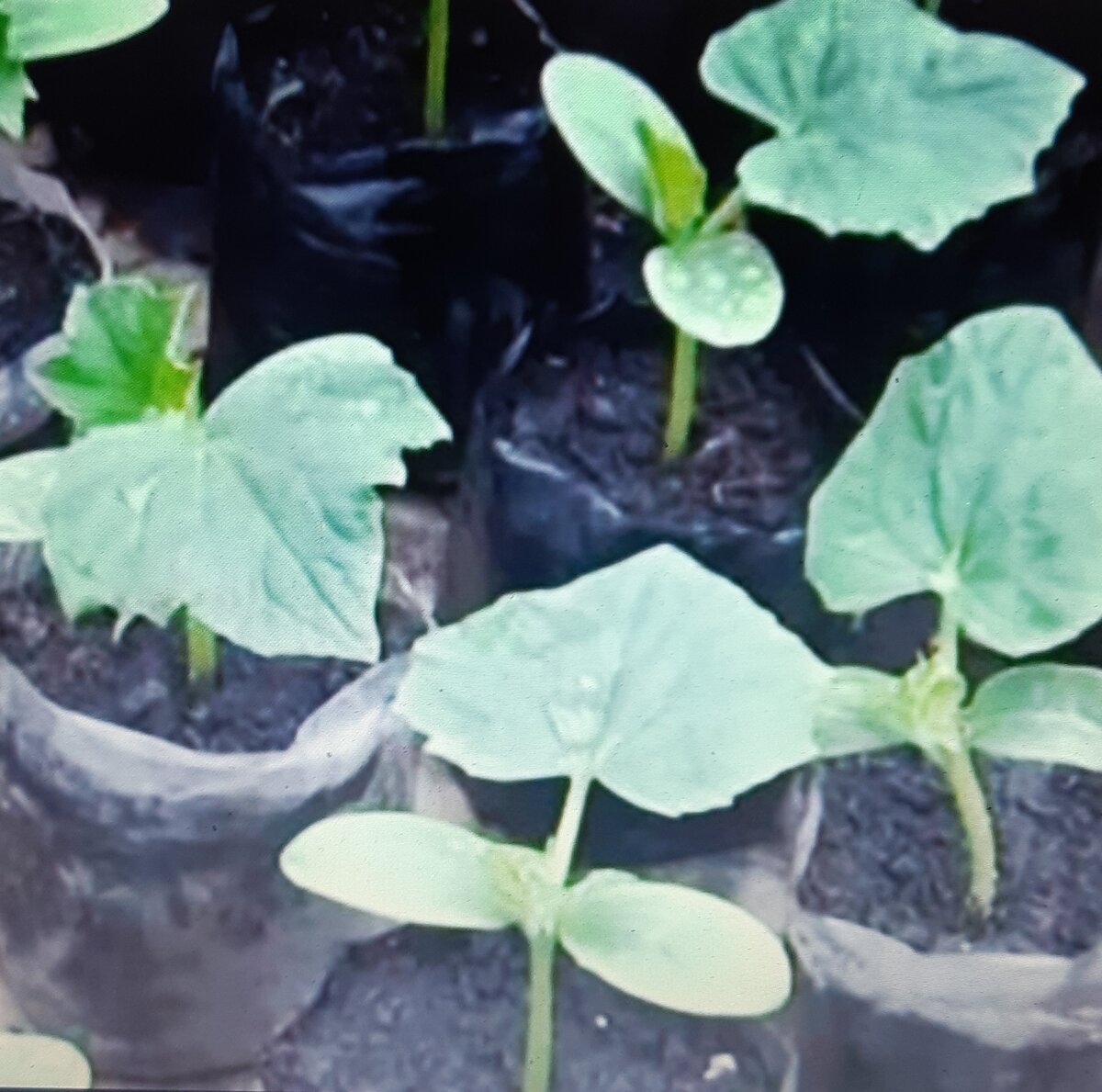 Крепкая рассада огурчиков