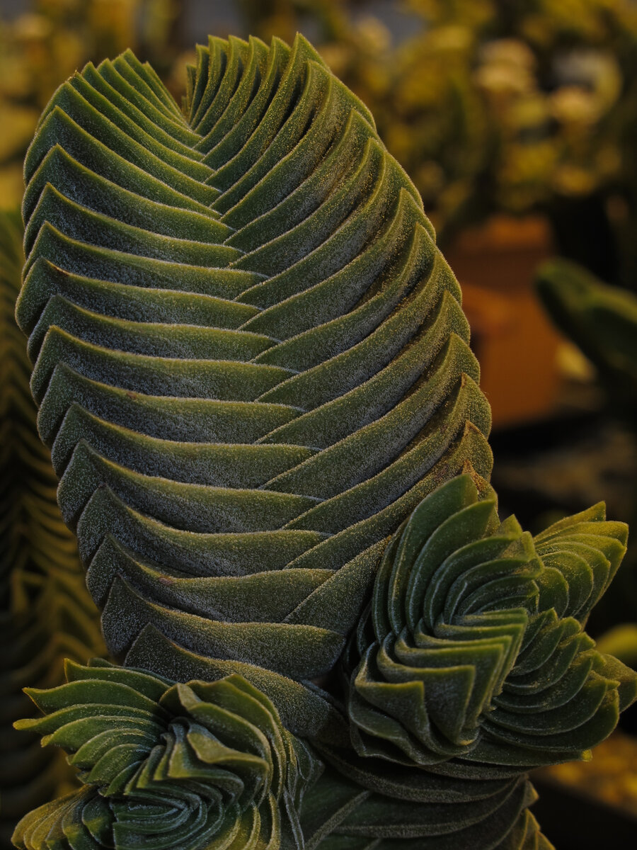 'Buddha's Temple'  во всем своем великолепии. Фотографии в тексте - из моего фотоархива.