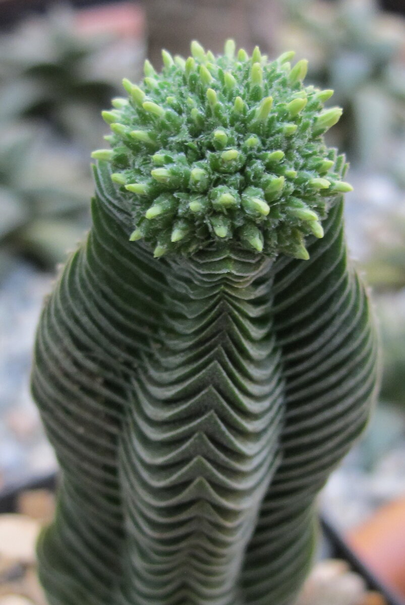 Её бутоны ...