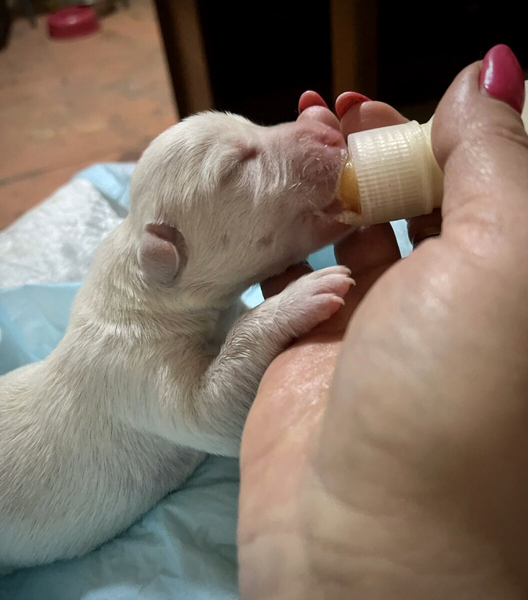 На одно питание малышей в сутки необходимо около 6 000₽, не считая бутылочек, пелёнок и влажных салфеток!