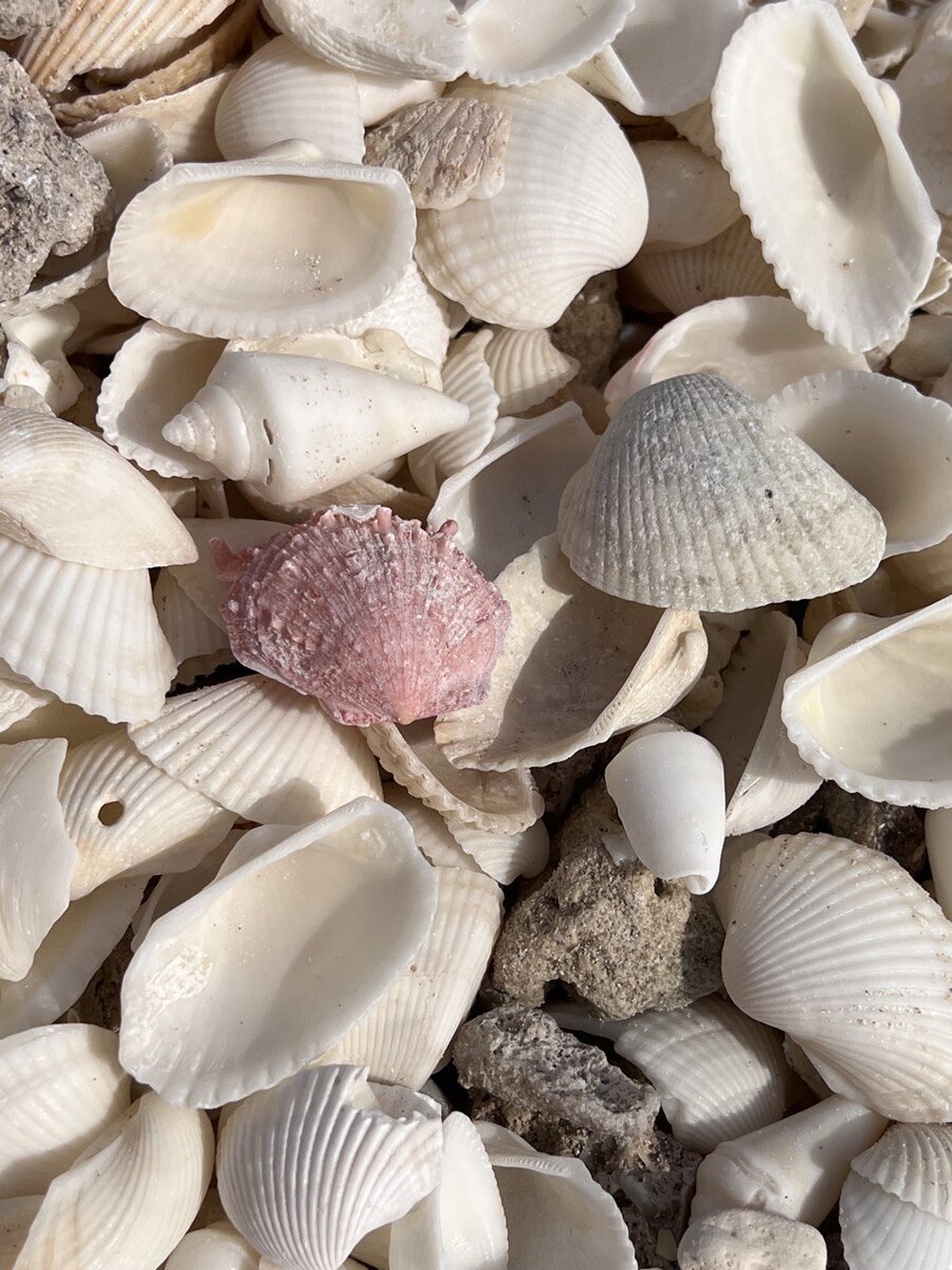 Такие красивые ракушки на острове Сир Бани Яс