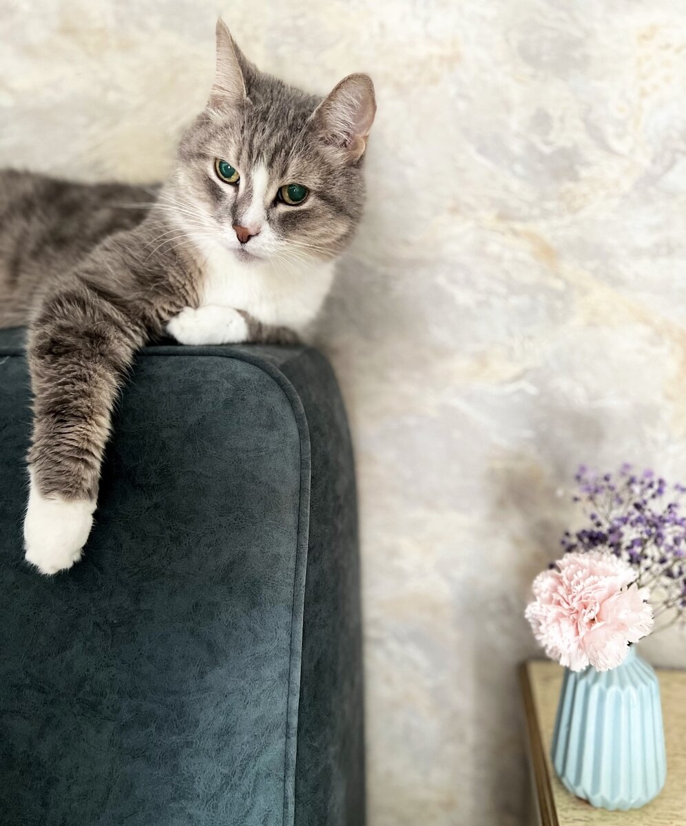 Кошечка 