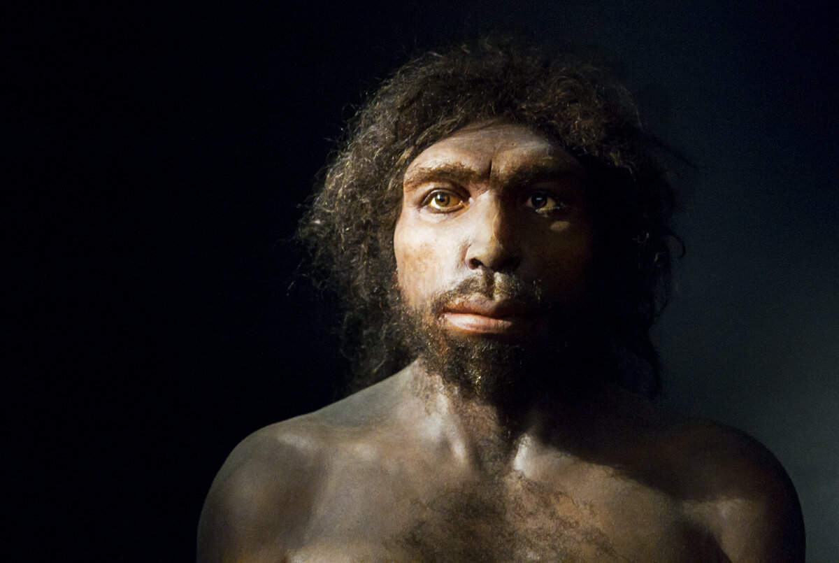 Реконструкция Homo antecessor.