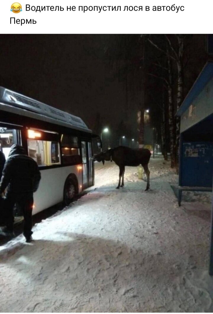 Екатеринбург лосиный автобус. Лось на остановке в Костроме. Лось и маршрутка в Костроме.