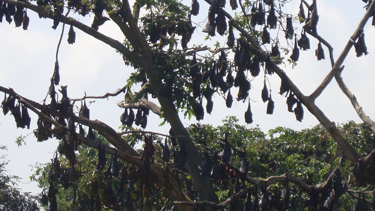 Летучие мыши на дереве (листайте слайды)