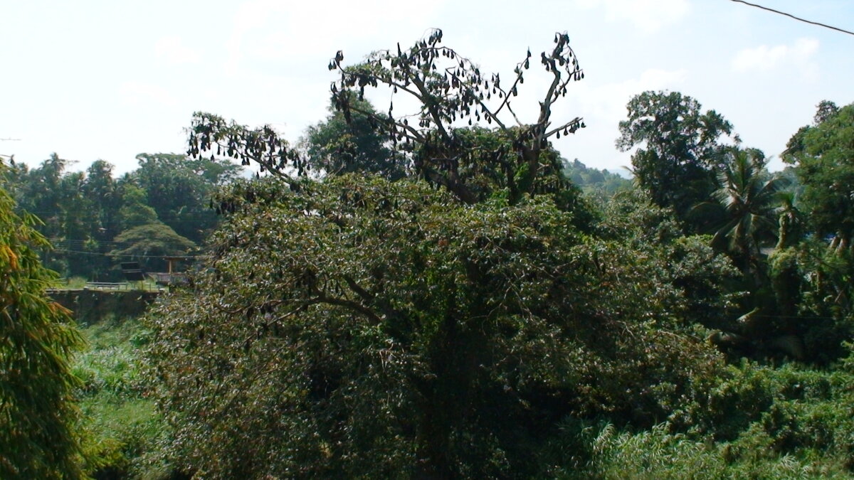 Огромное колличество летучих мышей на дереве (листайте слайды)