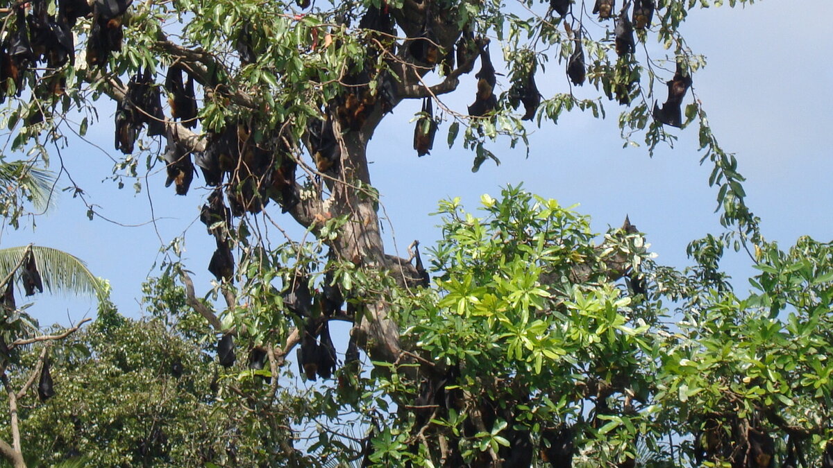 Стая летучих мышей (листайте слайды)