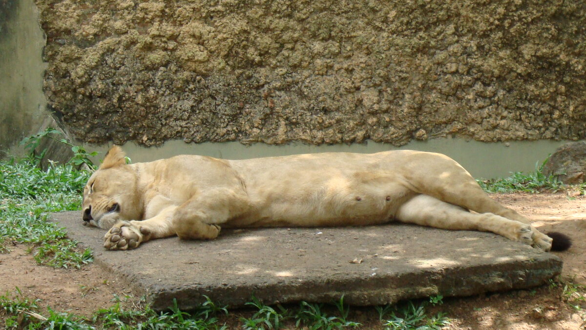 поляна сказок ялта зоопарк. лондонский зоопарк. лонглит сафари парк. зоопарк калининград. красивый зоопарк.