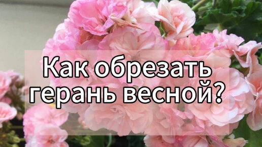 КАК ПРАВИЛЬНО ОБРЕЗАТЬ ГЕРАНЬ ВЕСНОЙ, ЧТОБЫ ОНА ЗАЦВЕЛА ШАПКАМИ?