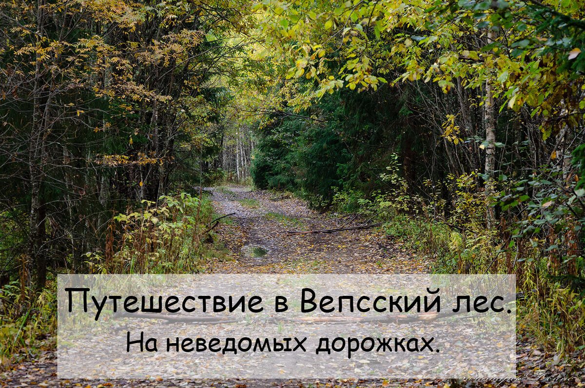 Вепсский лес - или путешествие по межозерью. Часть 3 - На неведомых  дорожках. | Тропами Руси | Дзен