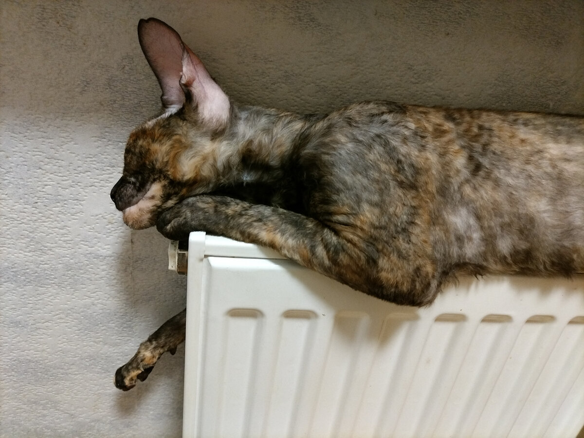 Батарейная охрана 🤣🤣🤣