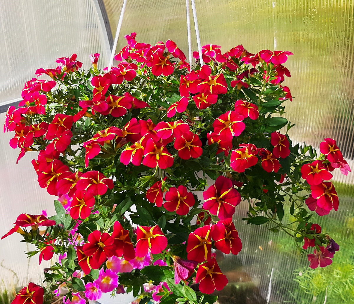Калибрахоа Colibri Exotic Red Bling
