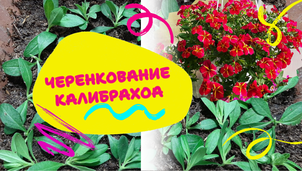 Для обложки