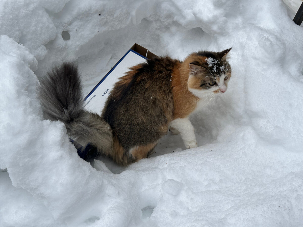Фото в саду автора.
