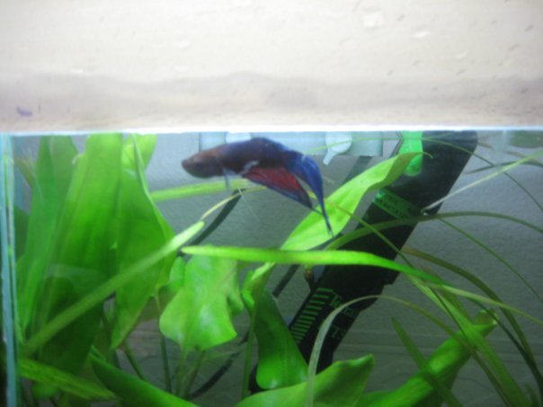 Конечно, у зеркала он смотрелся совсем иначе, по королевски. А теперь, пожалуй, такого вуалевого и не найти с ходу...