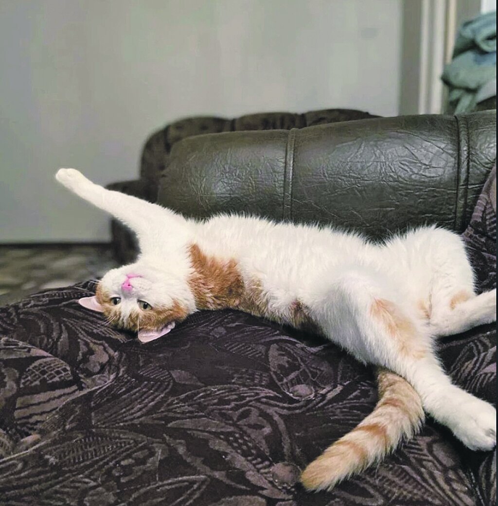 Кот Твикс. Фото: kpmedia.ru 