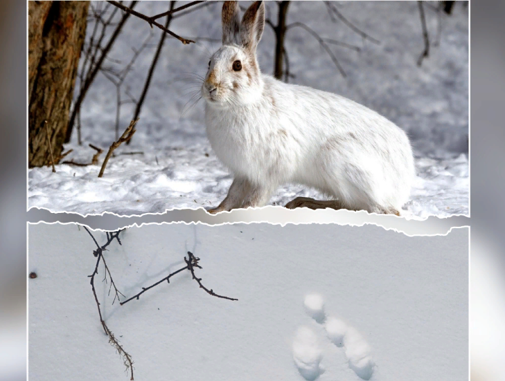    Фото из открытых источников. Коллаж VN.ru