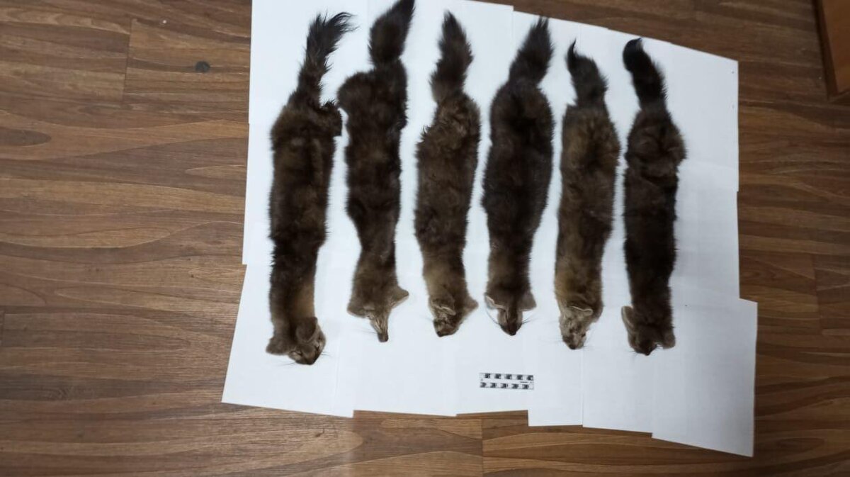 Фото управления по охране животного мира Амурской области