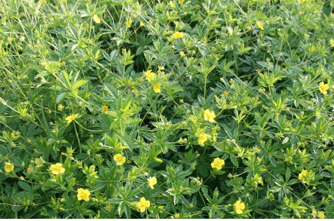 #калган #потенция #мужскаясила #нагрузки #понос #кишечник #рана #энергия #тонус #здоровье #красота #молодость