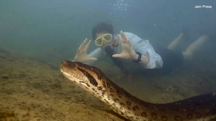 самых больших змей в мире. самых больших змей в мире. река амазонка змея анаконда. самых больших змей в мире. самых больших змей в мире.