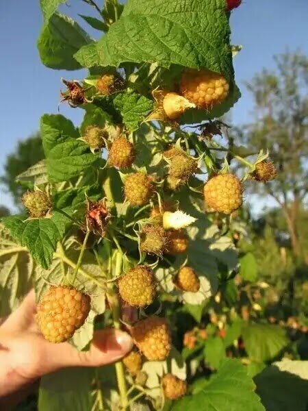 обрезка малины весной. правильно обрезать ремонтантную малину осенью. обрезка малины весной. обрезка ремонтантной малины весной 2 год. обрезка малины весной.