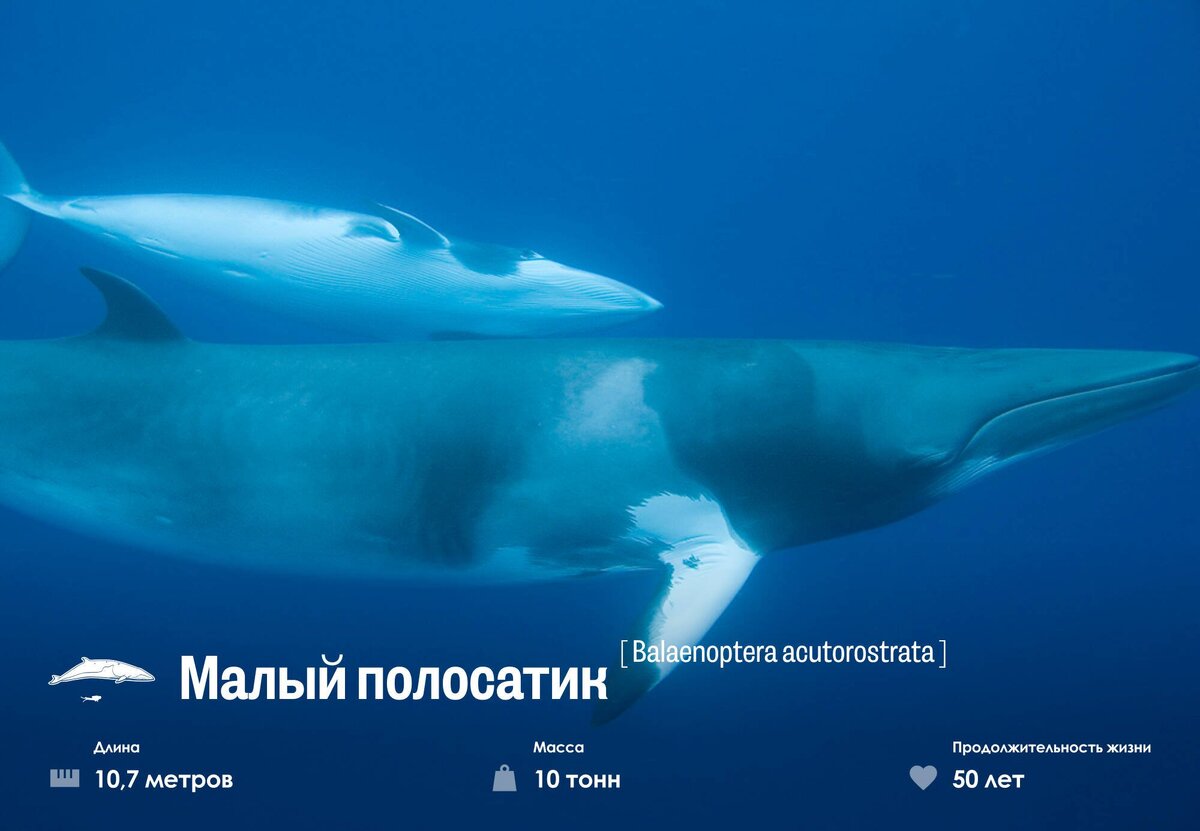 У малых полосатиков практически нет фонтанов. Инфографика: Андрей Скляр