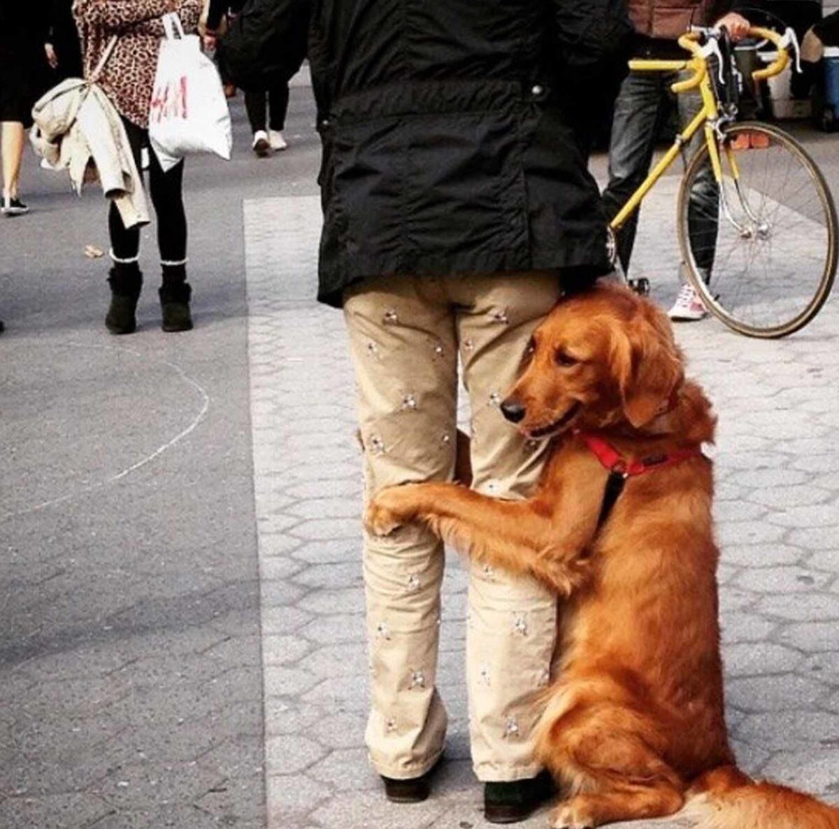 Самые любимые животные. Милые домашние животные. Щенок и котенок. Кошки и собаки. Самые любимые животные.