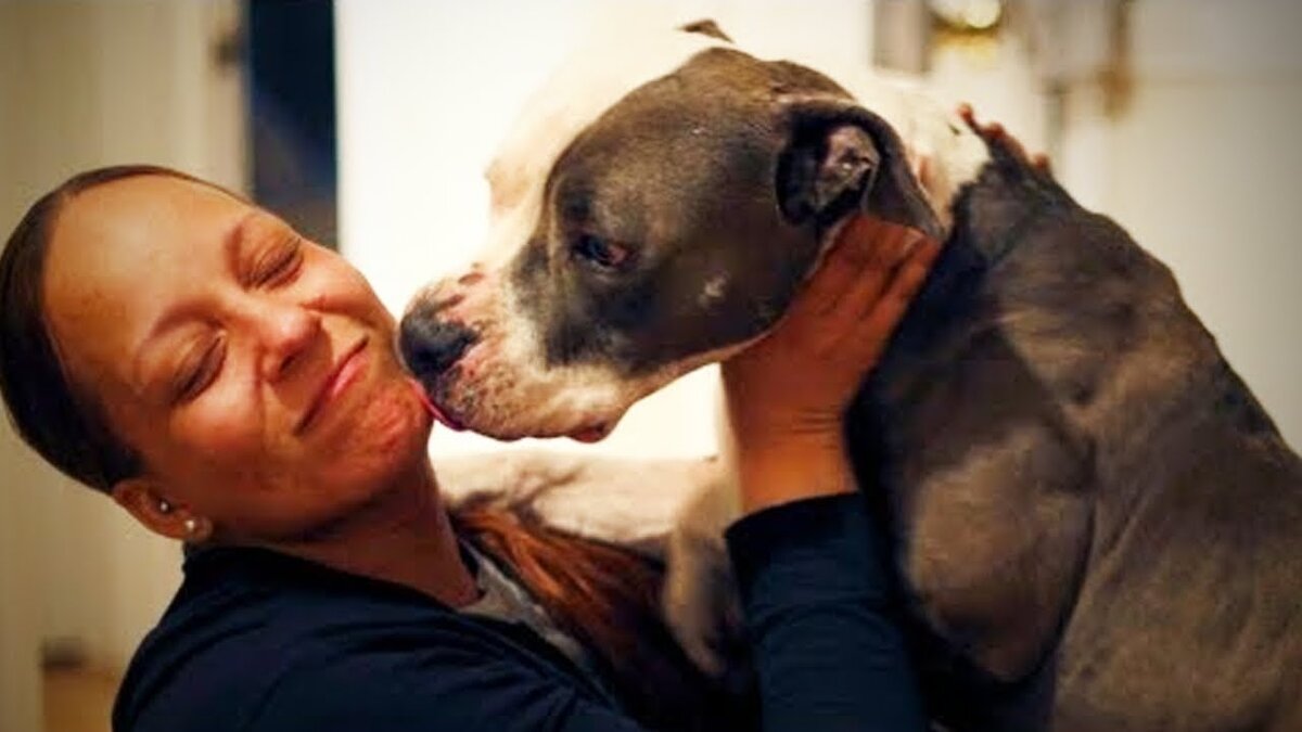 питбуль халк. немецкий дог зевс. какие собаки самые добрые. какие собаки самые добрые. какие собаки самые добрые.