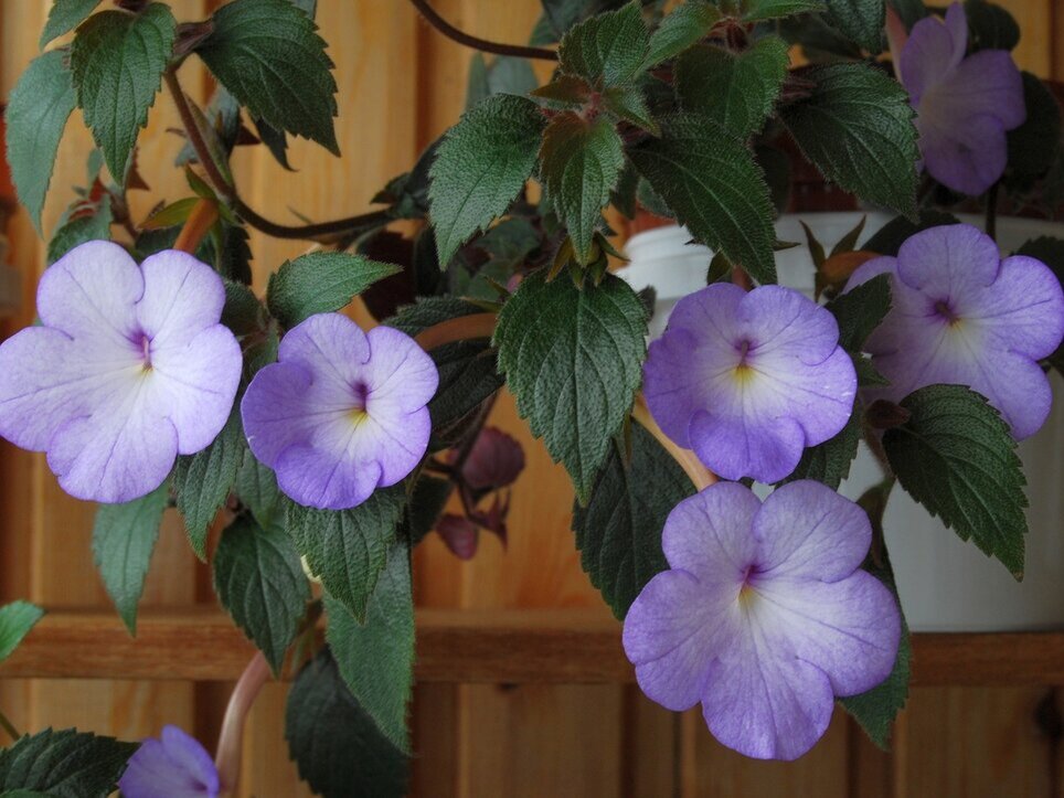 Ахименес. Фото: yvesrl.narod.ru