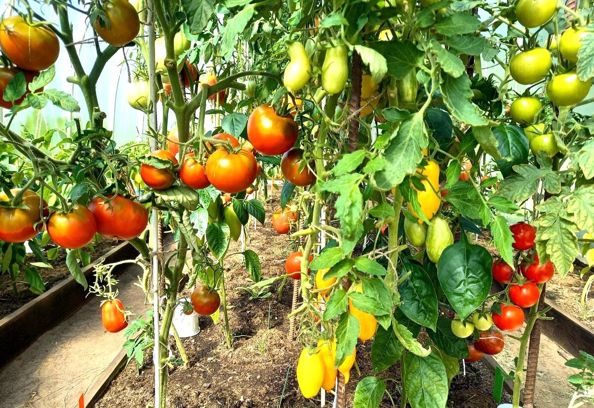 В моей теплице