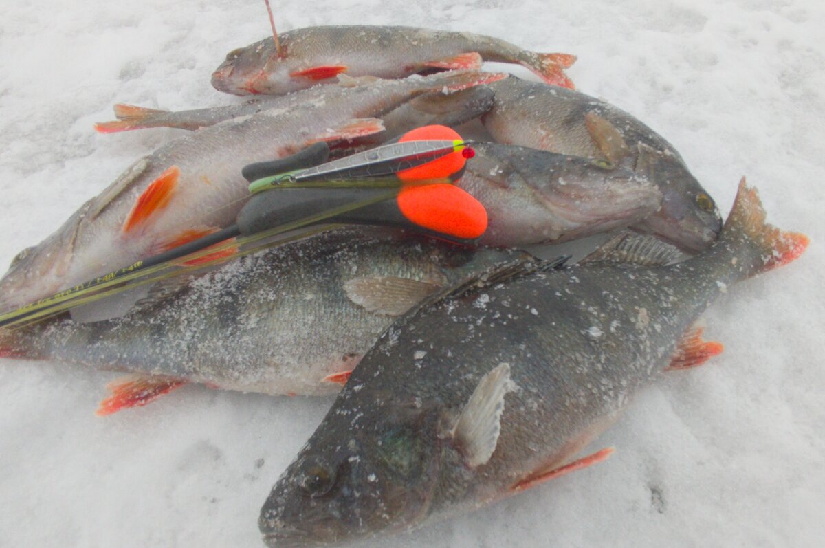 блесна "Дубно 5" и ее улов с первой лунки