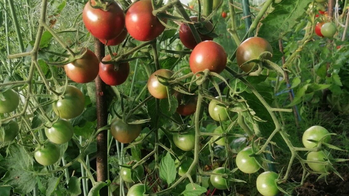 Обзор неприхотливых сортов томатов для посадки в сезоне 2024