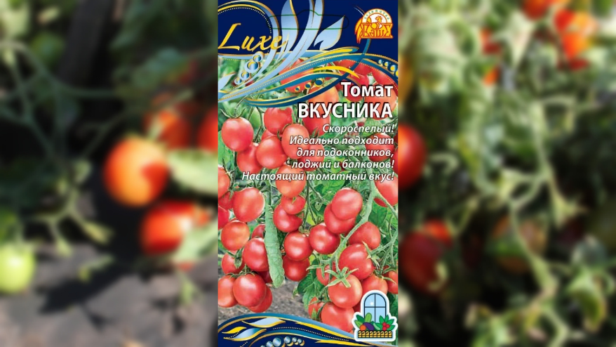 Томат Вкусника. Куст вырастает компактным, высотой не более 50 см. 