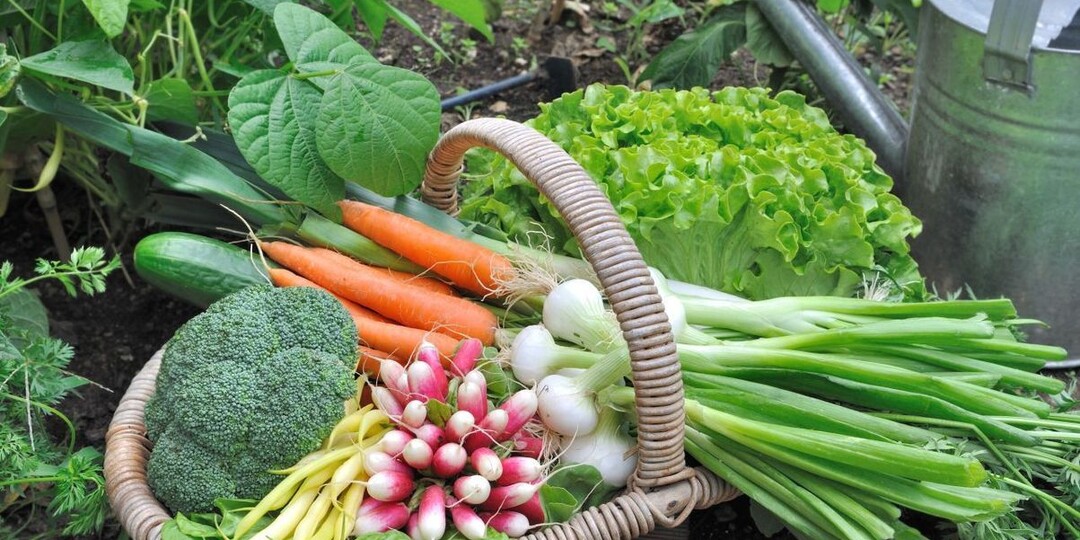 Налог на урожай и штрафы за овощи с собственного огорода – что нужно знать