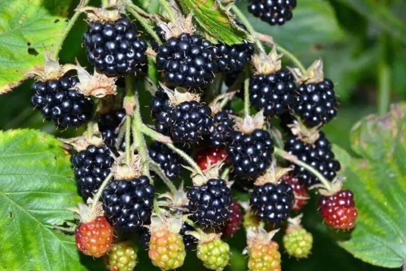  Особенности выращивания ежевики  При высокой агротехнике можно собирать до 20 кг ягод с одного куста. Как же нужно ухаживать за ежевикой, чтобы получать высокие урожаи?