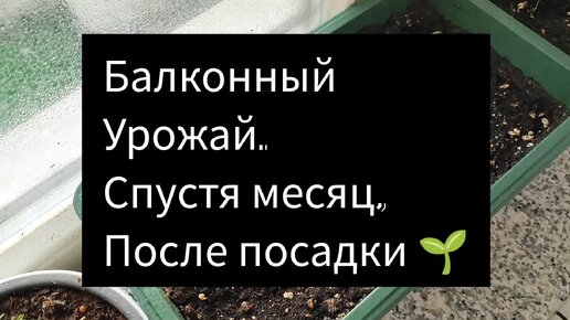 Балконный Урожай. Спустя месяц, После посадки 🌱