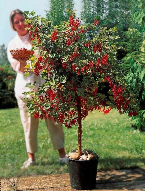 Источник:https://i.pinimg.com