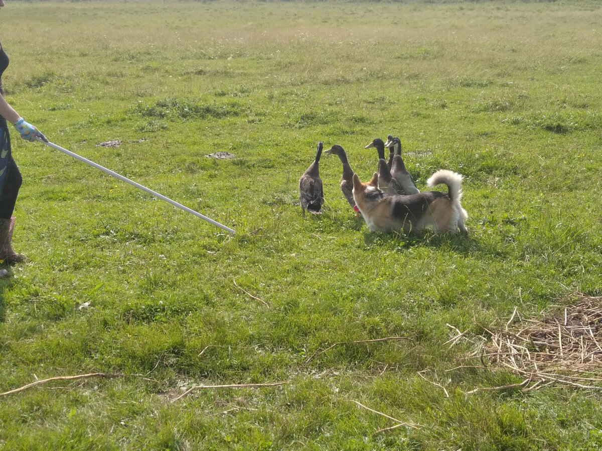 Внутри какой канал. Канала восходящий строится по. Строение костного и перепончатого лабиринта внутреннего уха. Внутри какой канал. Список кабельных каналов.