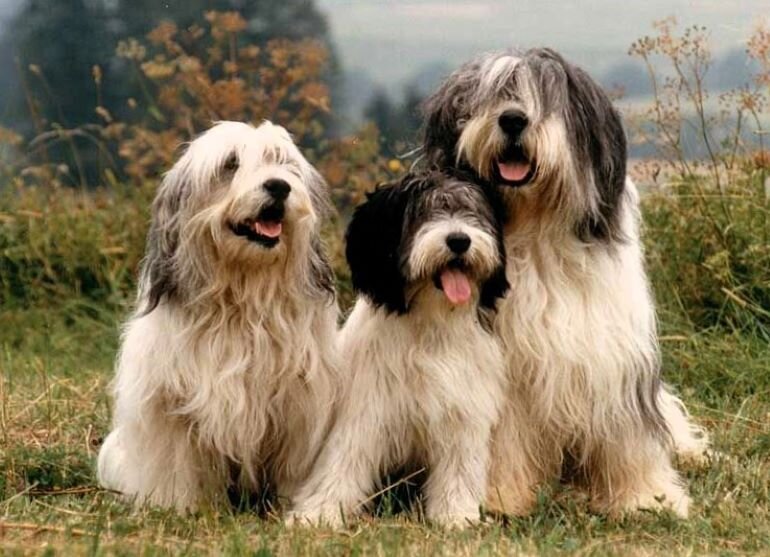 Порода популярна в Польше, изображение мордочки пса было изображено на почтовой марке.