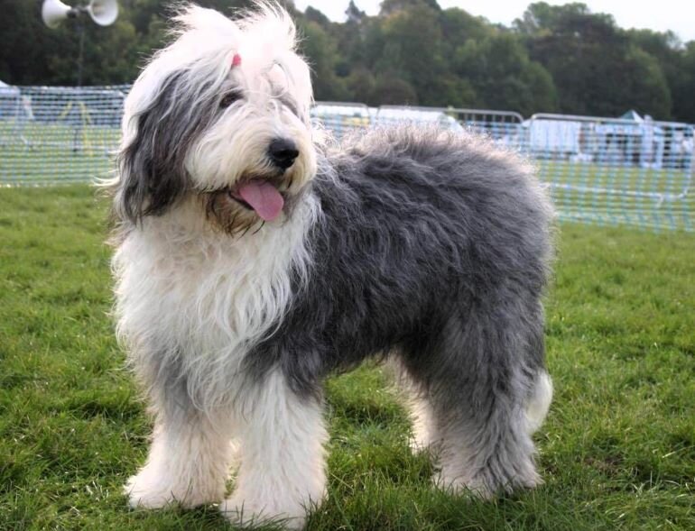 Во время Второй мировой войны порода почти исчезла, но потом возродилась.