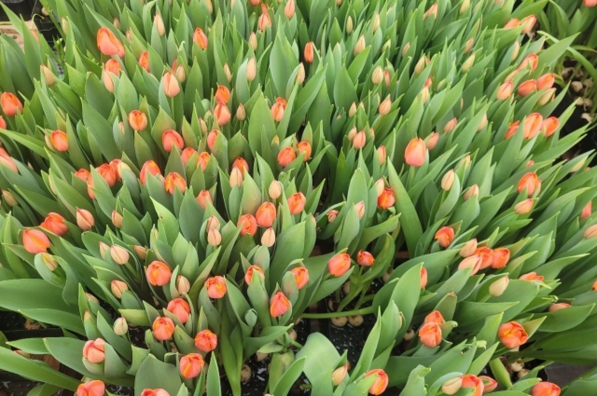    В Тюмени к 8 Марта тюльпаны вырастут в цене примерно на 15%
