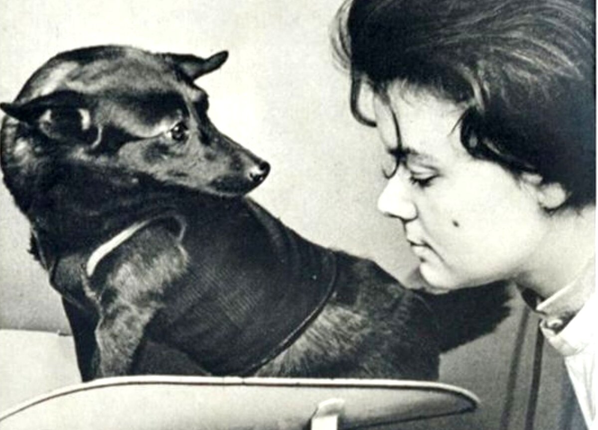 Советские собаки-космонавты. На фото: Чернушка во время подготовки