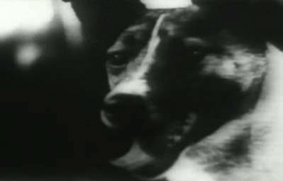 Один из последних кадров с Лайкой
