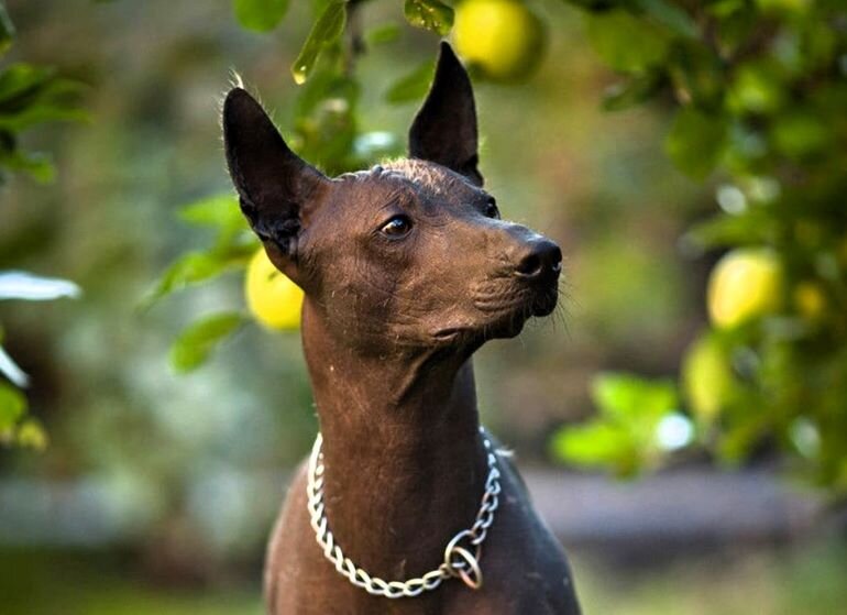 Перуанские голые собаки орхидеи инков, виринго - многие столетия использовались для охоты.