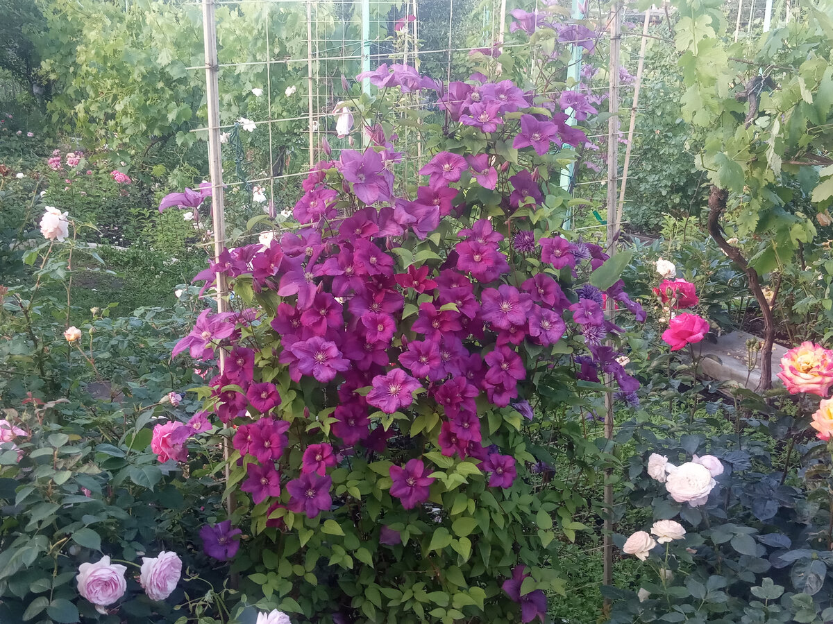 Клематис Рахварин посажен в розарии среди обычных роз (не плетистых). Лето 2023